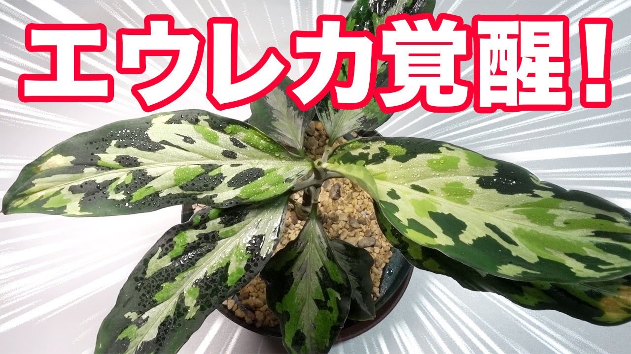 AZ便】アグラオネマ エウレカが本領発揮！【希少観葉植物】 - YouTube