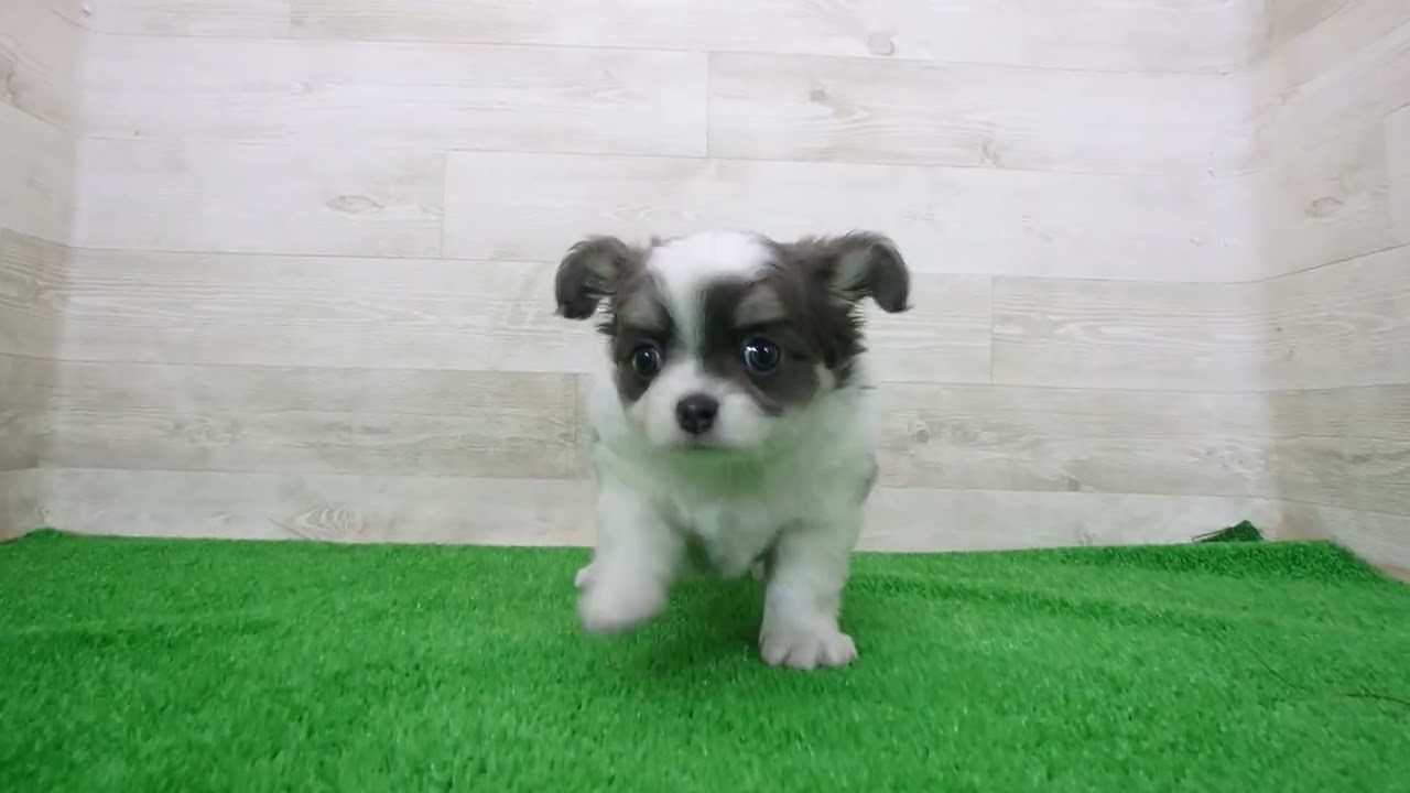 Coo&RIKU No.00748652 チワワ（ロングコート） - YouTube