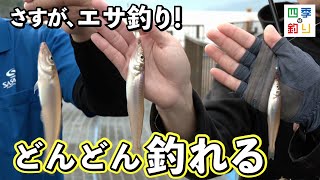 喰わせグレ | 釣り｜海釣り仕掛｜渓流仕掛｜釣り針の（株）ささめ針