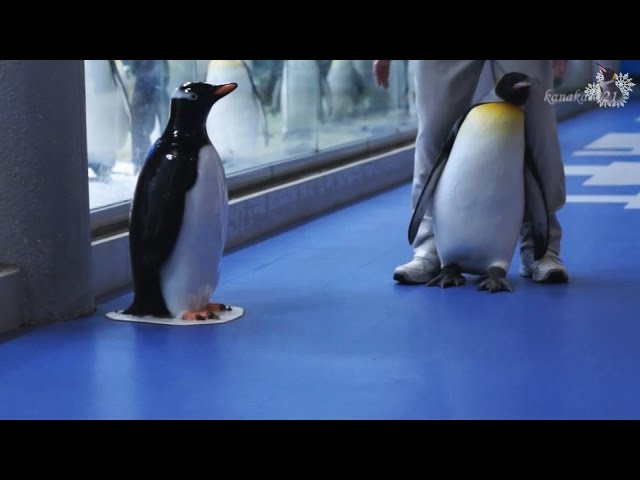AWS 帰りたくないと駄々をこねるキングペンギン - YouTube