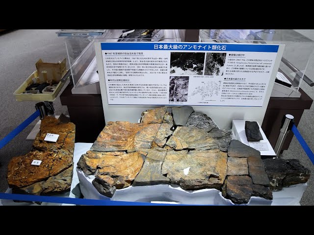 国内最大級の化石公開 アンモナイト、直径1．2メートル超 東北大