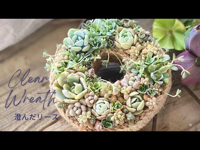 Clear Wreath』澄んだリース 多肉植物 多肉寄せ植え Horticulture