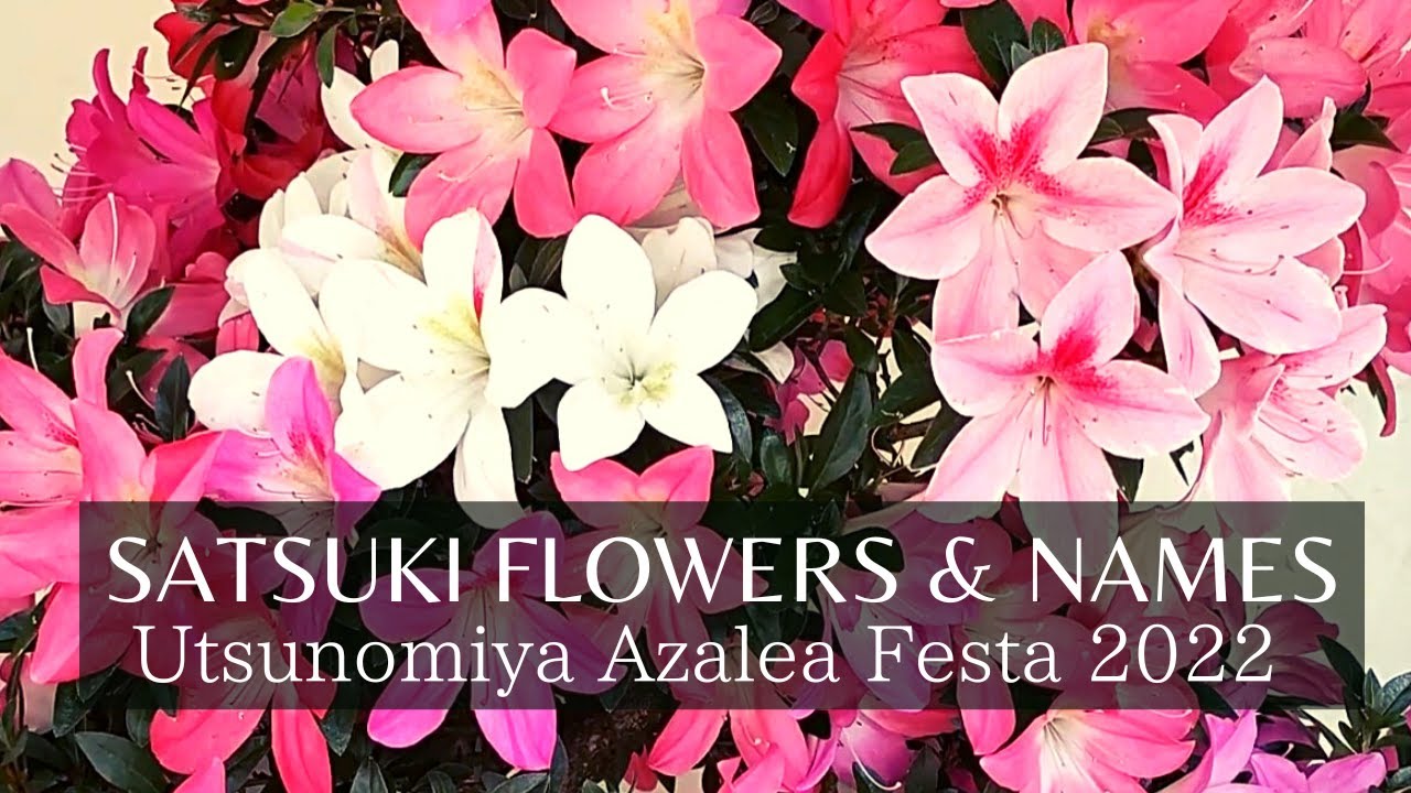 27 Satsuki Species with Names : Enjoy Flowers in Large 皐月の花27