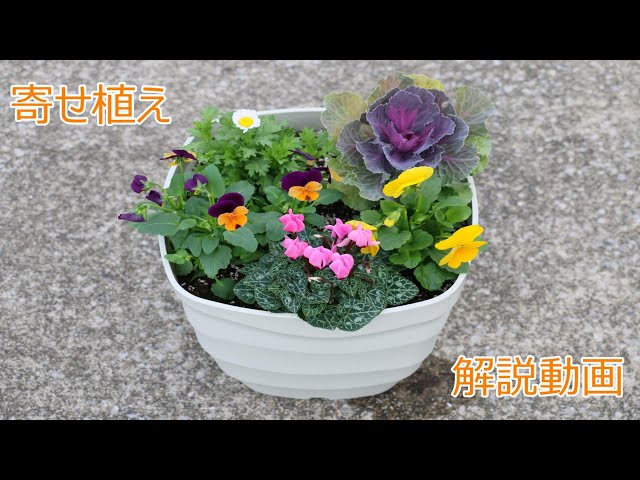 館山フラワー特使 長谷川元喜さんによる寄せ植え解説動画【館山市