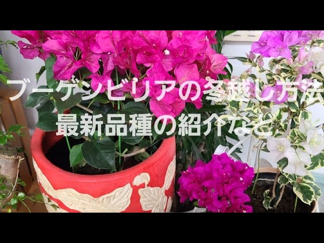 Introducing how to survive winter with bougainvillea💐 and the