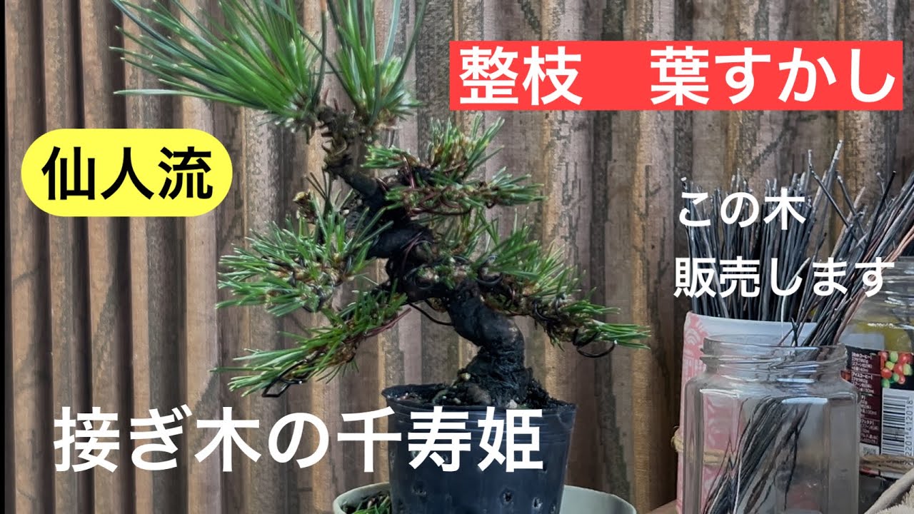 413 接ぎ木の千寿姫、整枝 葉すかし。 【ミニ盆栽】 - YouTube