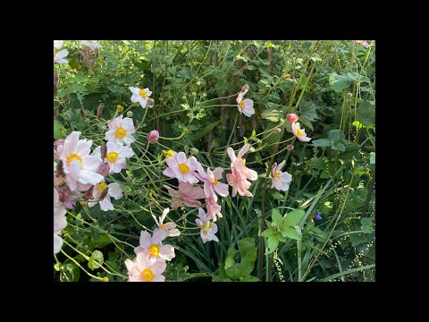 秋明菊を透明水彩で描くライブ配信♪ - YouTube