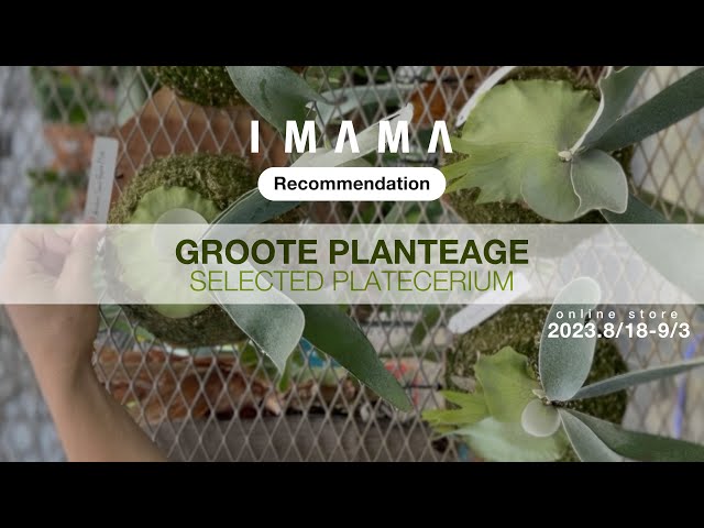 IMAMA recommendation - GROOTE PLANTAGE -2023.8/18~9/3 - YouTube