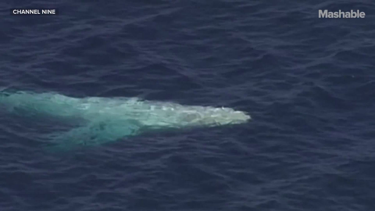 幻の「白い鯨」を捉えた貴重な映像＆写真集 - GIGAZINE