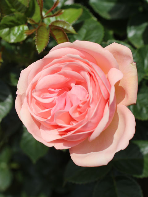 ロゼット咲き: 生田緑地ばら苑 公式ブログ