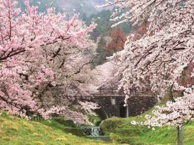 霞間ヶ渓の桜（揖斐郡池田町） - お花見2026 - ウォーカープラス