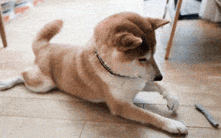 柴犬さんが “謎のツボ” にハマった！？ 届きそうで届かないおもちゃに