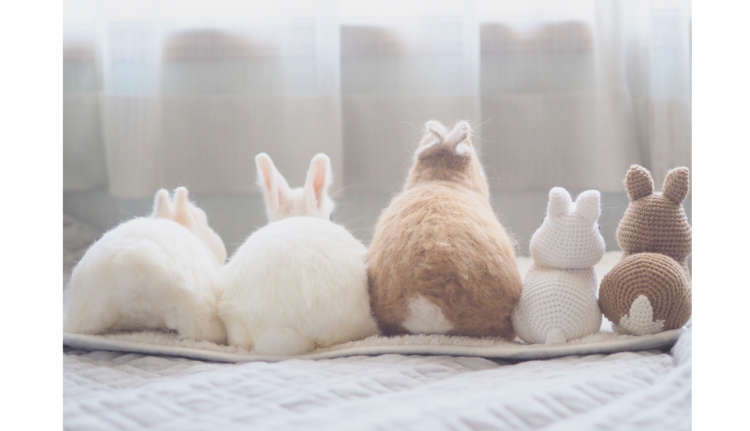 いつでもピタッと♡】なかよしウサギコンビの日常は、ピタッと密着の