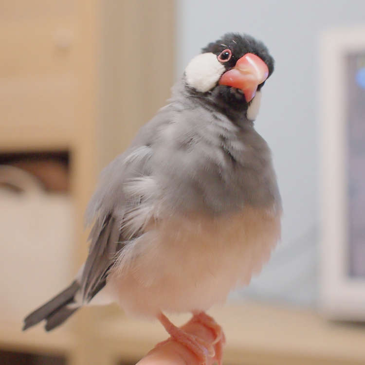 丸っこくて愛らしい！ 小さな文鳥さんのふわふわボディーを、思わず