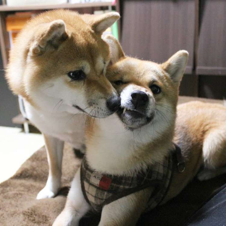 いつでもどこでも密着♪】仲良しすぎる柴犬親子。 ピタッと寄り添う姿