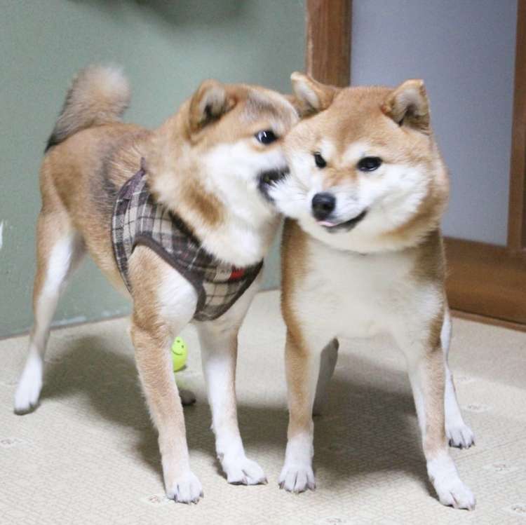 いつでもどこでも密着♪】仲良しすぎる柴犬親子。 ピタッと寄り添う姿