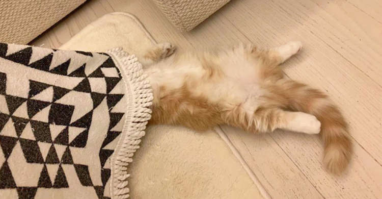 コタツの中に顔だけを突っこむ猫さん。それには、恋する乙女のような