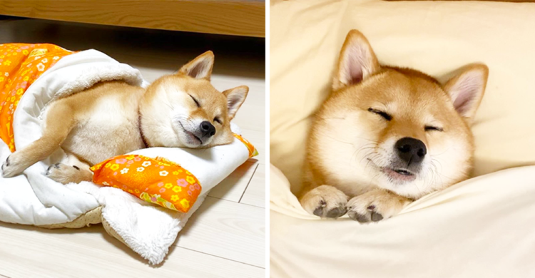 おねんね姿が可愛すぎる柴犬はなちゃん。幸せな寝顔を詰め込んだ写真集