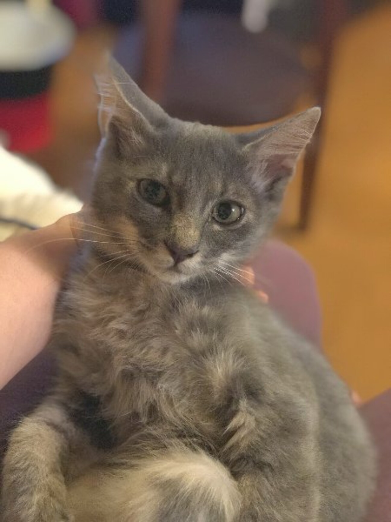 ブルータビーのやんちゃ坊主くん」奈良県 - 猫の里親募集(377434