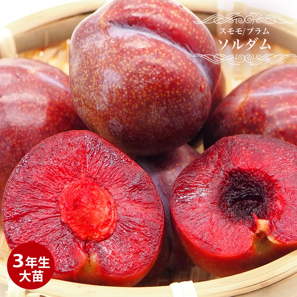 楽天市場】すもも 苗木 【ソルダム】 3年生接木大苗 1m苗 【産地で剪定
