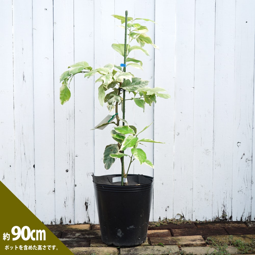 楽天市場】斑入りレモンの木 【ピンクレモネード】 3年生 接木大苗