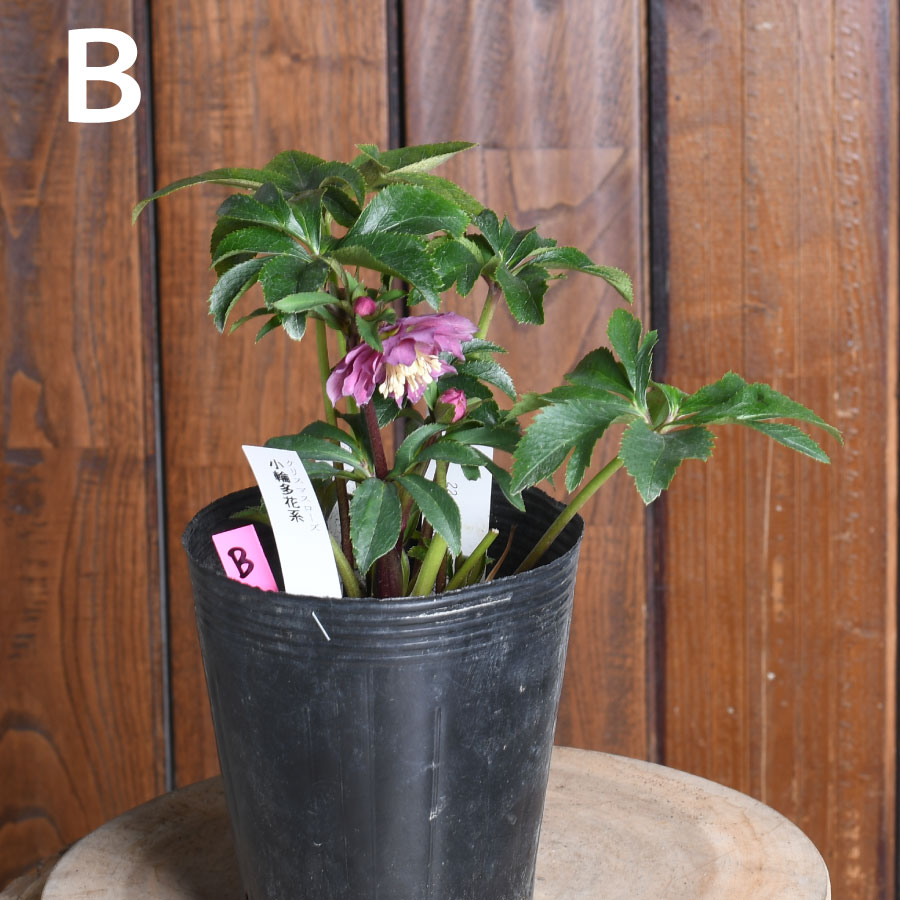 楽天市場】曽田園芸 新品種 姫小町 小輪多花性 【現品販売