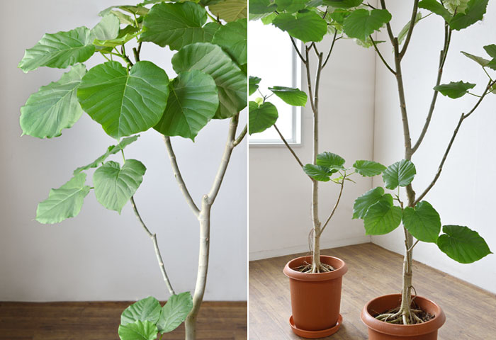 楽天市場】観葉植物 大型 ウンベラータ 10号鉢 本物 選べる樹形