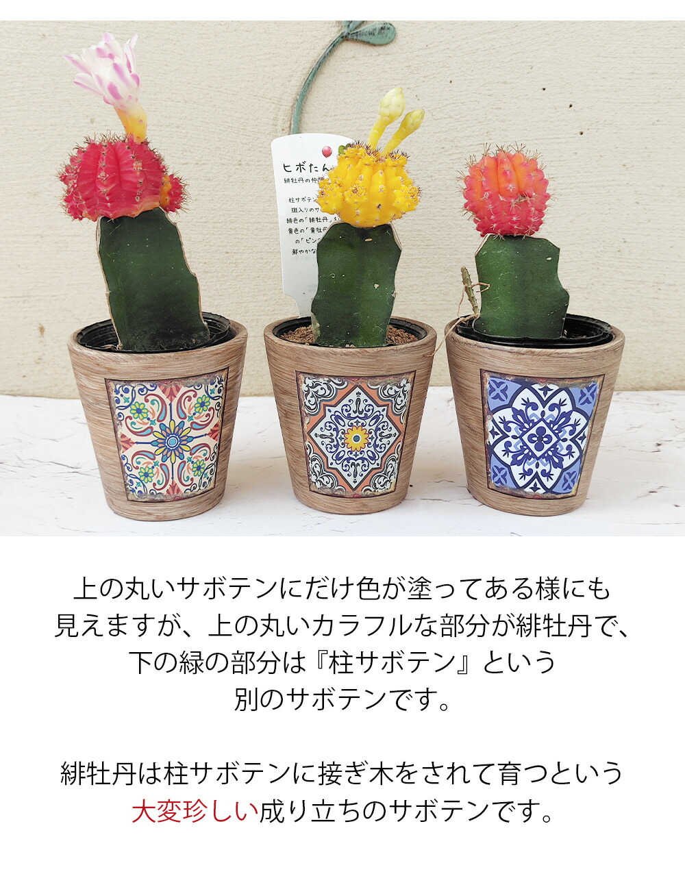 多*物様 花団錦 N256×24鉢 土鉢付き 多肉植物 アエオニウム サボテン