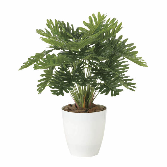 光触媒 光の楽園 フレッシュクッカバラM【インテリアグリーン 人工観葉