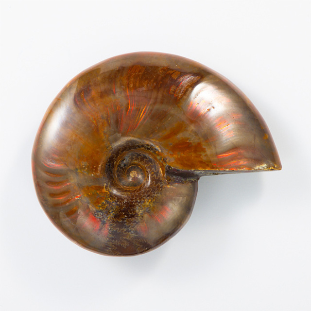 オパール化アンモナイト 化石 （マダガスカル産） No.46 | 神棚・神具