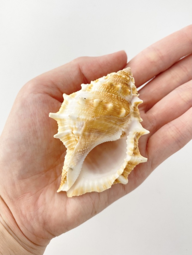 ミヤコボラ【約7～8cm/5個入】 En: Gyrineum rana (Size:7-8cm, per