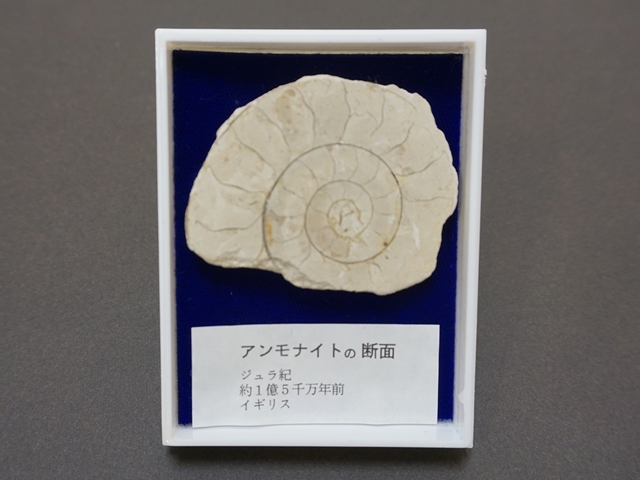 556-A】アンモナイトスライスの化石（大）/サイズ約5.5cm /ジュラ紀