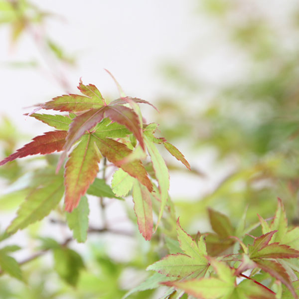イロハモミジ 株立ち 樹高1.5～1.8m前後 (根鉢含まず)