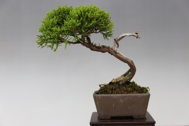 糸魚川真柏 A0272☆松柏類 真柏 ミニ盆栽☆「送料無料」浦部陽向園