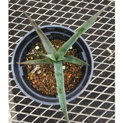 花育通販】アロエ ヘラクレスの苗を販売