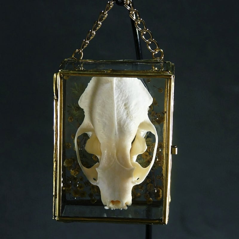 頭骨の硝子標本箱(大)ミンク | 魔界ノ風鷹