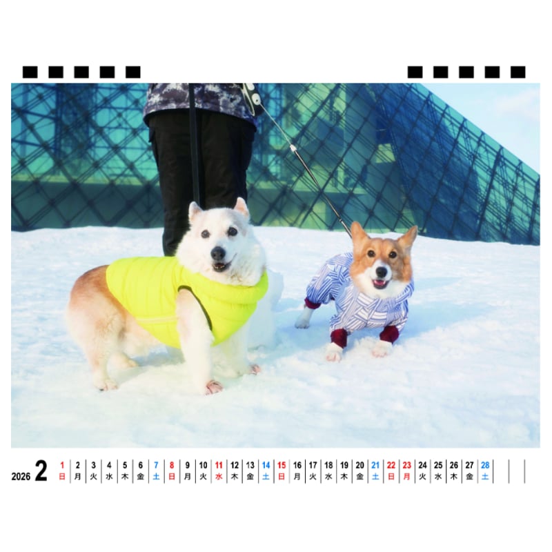 予約販売】 ノエル&モナ コーギー 犬 2026年 卓上全面 カレンダー