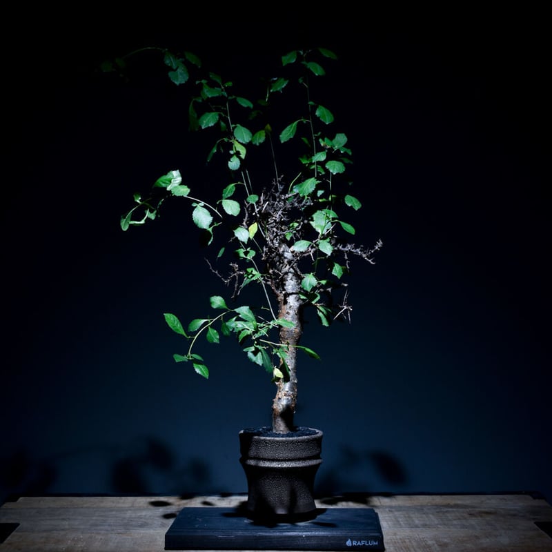 コミフォラ エミニー 【大株】（発根済）RF22451 | RAFLUM / ラフラム