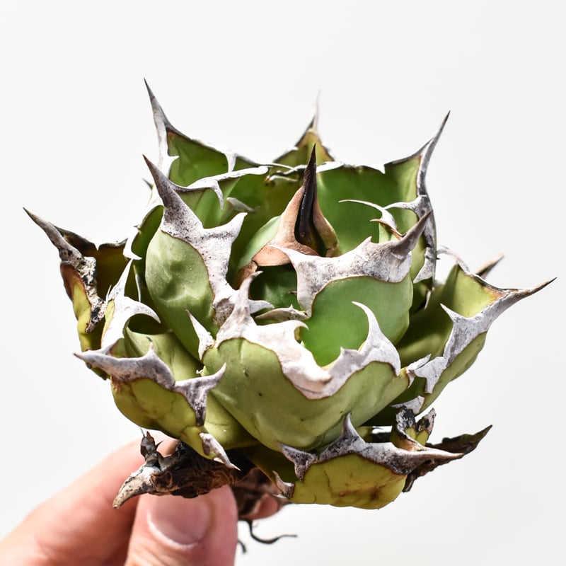 アガベ チタノタ ドワーフ / 姫厳竜 