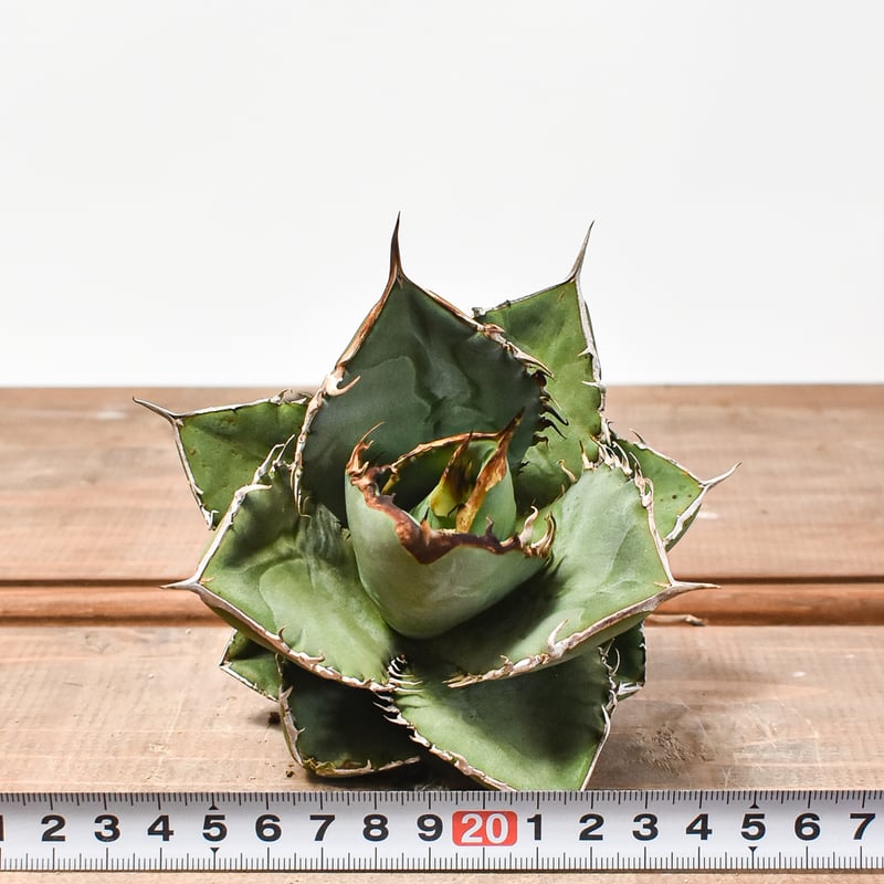 国内実生最高峰】アガベ オテロイ【OSPセレクト株 / 抜き苗 / 実生】44