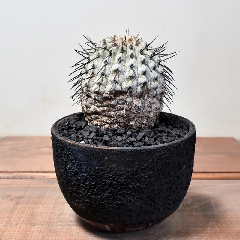 RAFLUMコレクション】コピアポア コルムナアルバ 