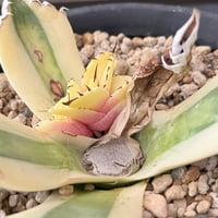 モンステラ ホワイトタイガー 極斑入り ハーフムーン M002 | Le Ruban