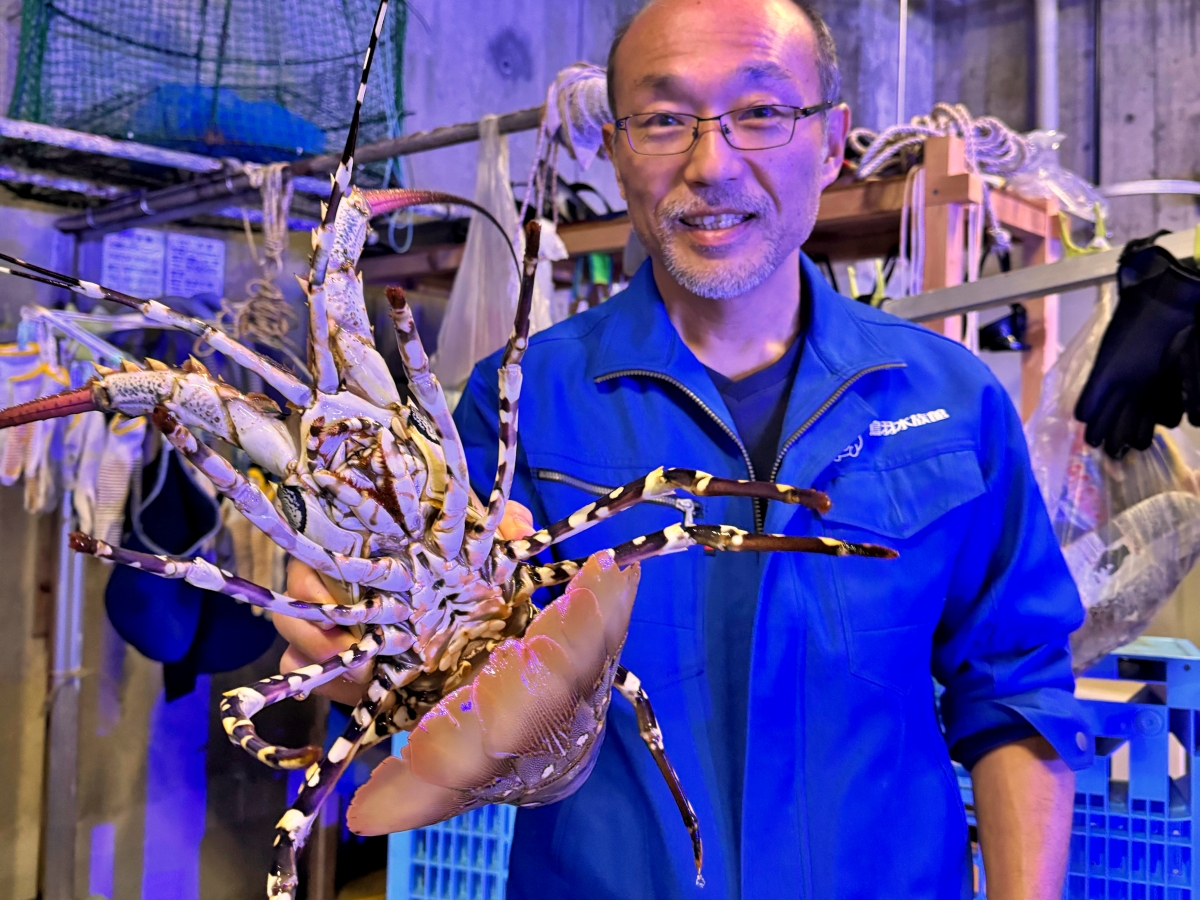 志摩・英虞湾で取れた巨大「ニシキエビ」 鳥羽水族館のバックヤードで