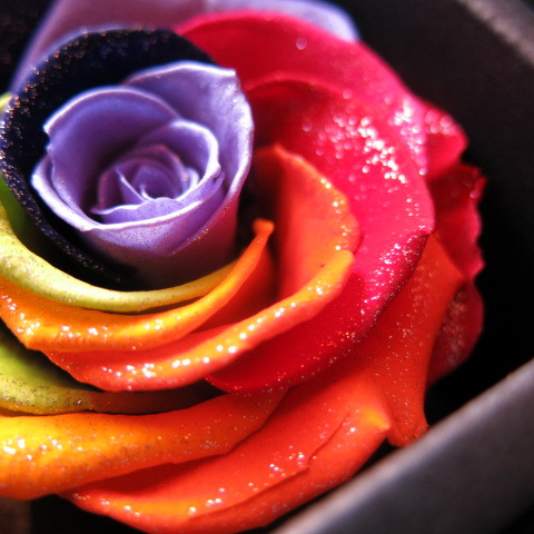 プロポーズ バラ 1本】ダイヤモンドローズ レインボーローズ 枯れない