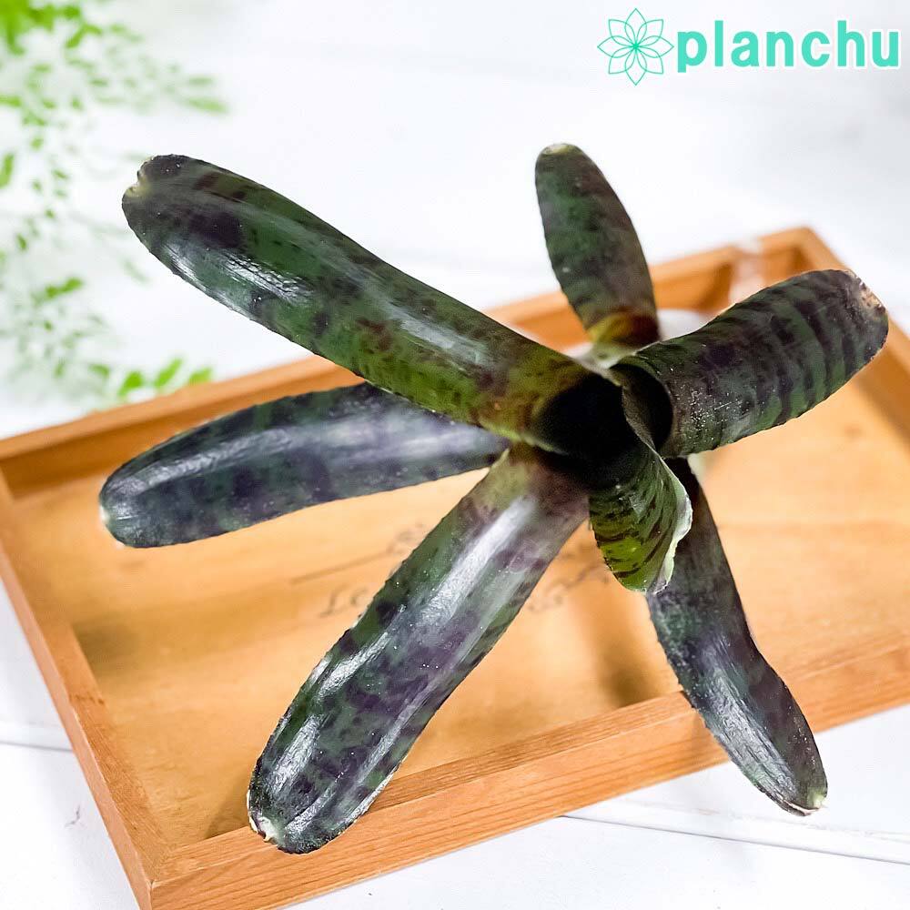 PLANCHU 観葉植物 ネオレゲリア ホットエンバー 1株 育て方説明書付き