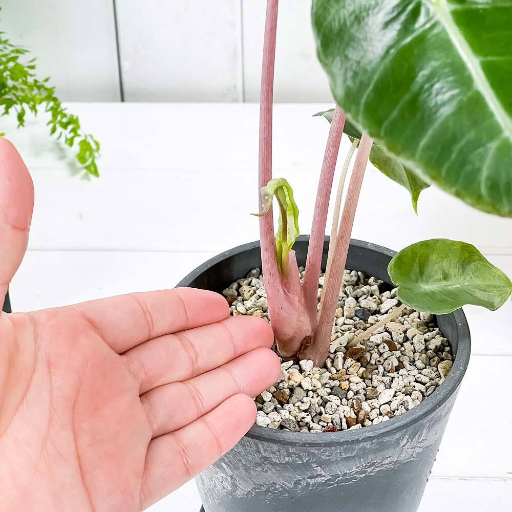 PLANCHU 観葉植物 アロカシア ナイロビナイツ 4号樹脂鉢 ダークグレー