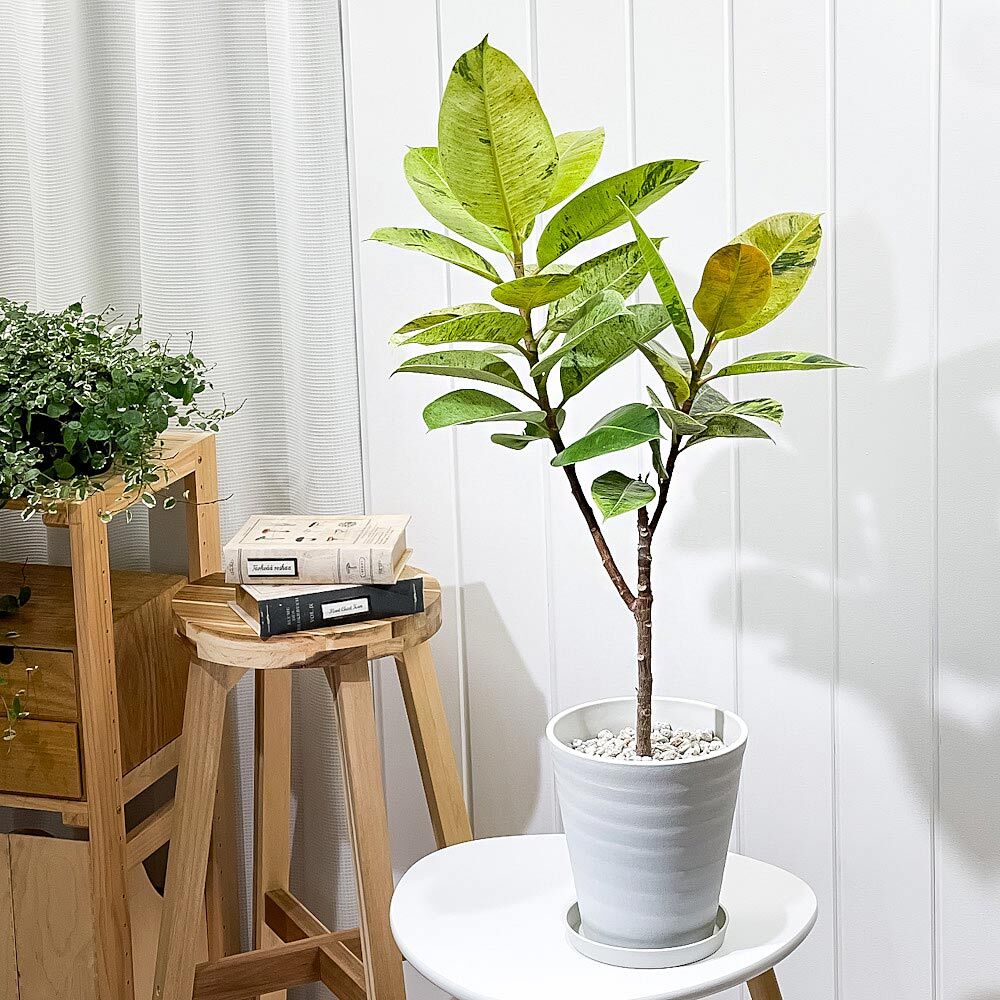 PLANCHU 観葉植物 フィカス ジン 6号鉢 受け皿付き 育て方説明書付き