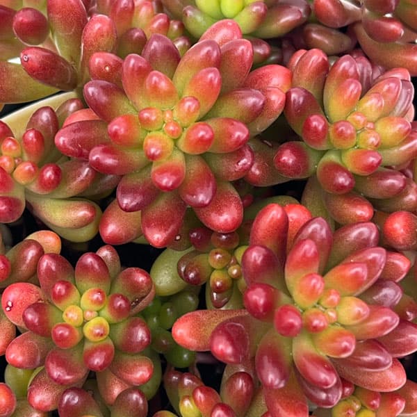 園芸ネット本店｜セダム：虹の玉3号ポット の通販【公式】