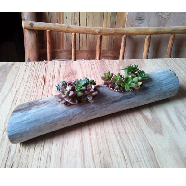 園芸ネット本店｜流星木Lサイズ（多肉植物5種寄せ植えの流木フラワー