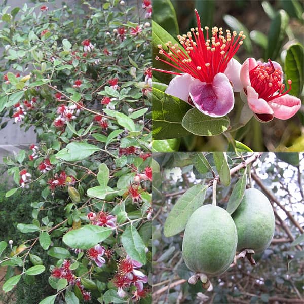 園芸ネット本店｜フェイジョア：クーリッジ 3.5号ポット の通販【公式】